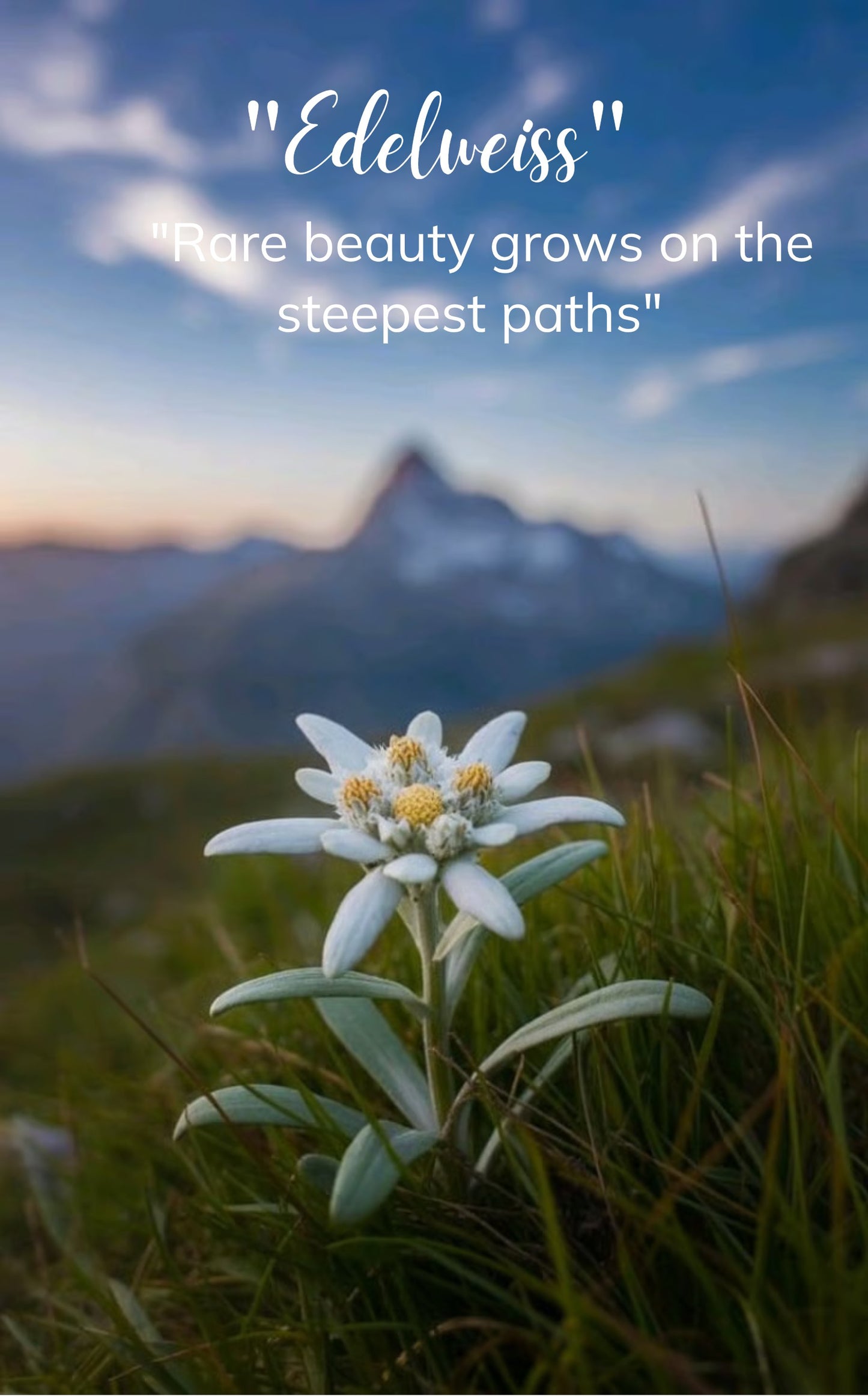 Edelweiss